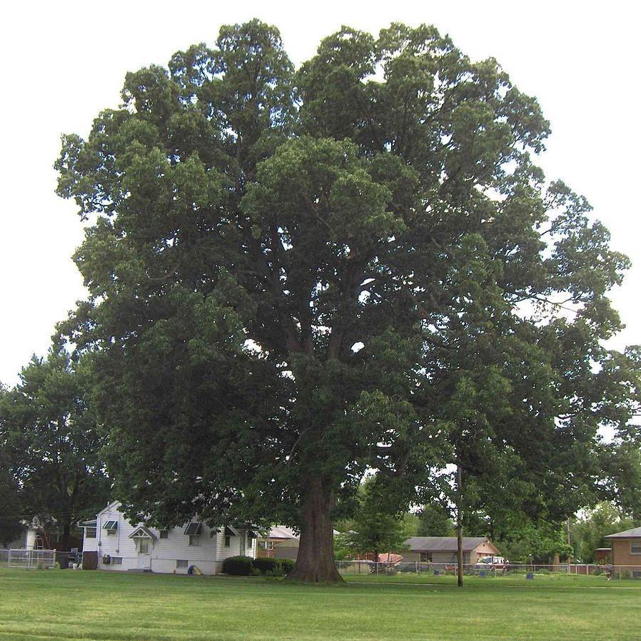 Quercus michauxii ~ Swamp Chestnut Oak-ServeScape