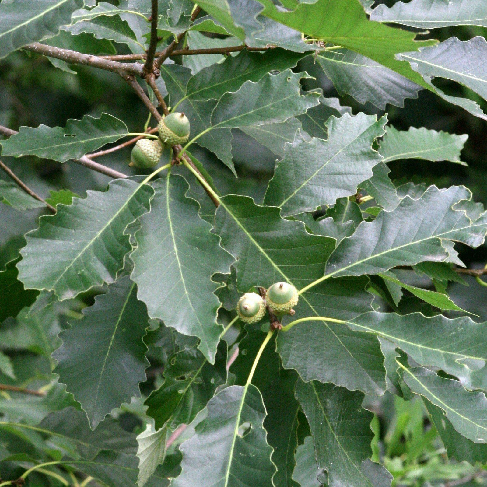 Quercus muehlenbergii  ~ Chinkapin Oak - Delivered By ServeScape