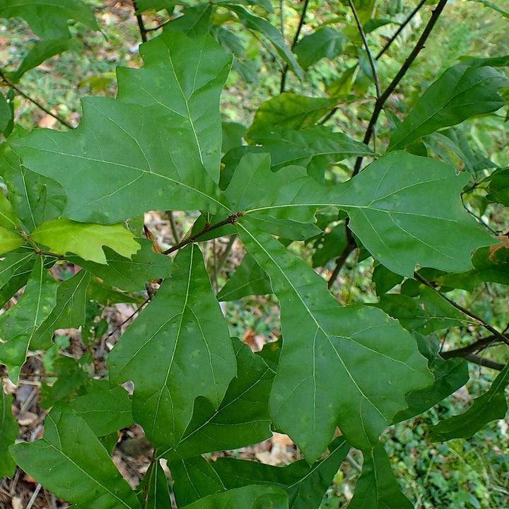 Quercus nigra ~ Water Oak-ServeScape