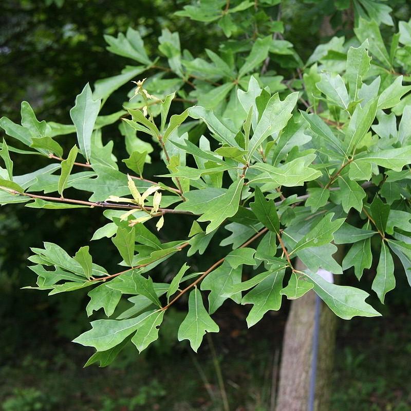 Quercus nigra ~ Water Oak-ServeScape