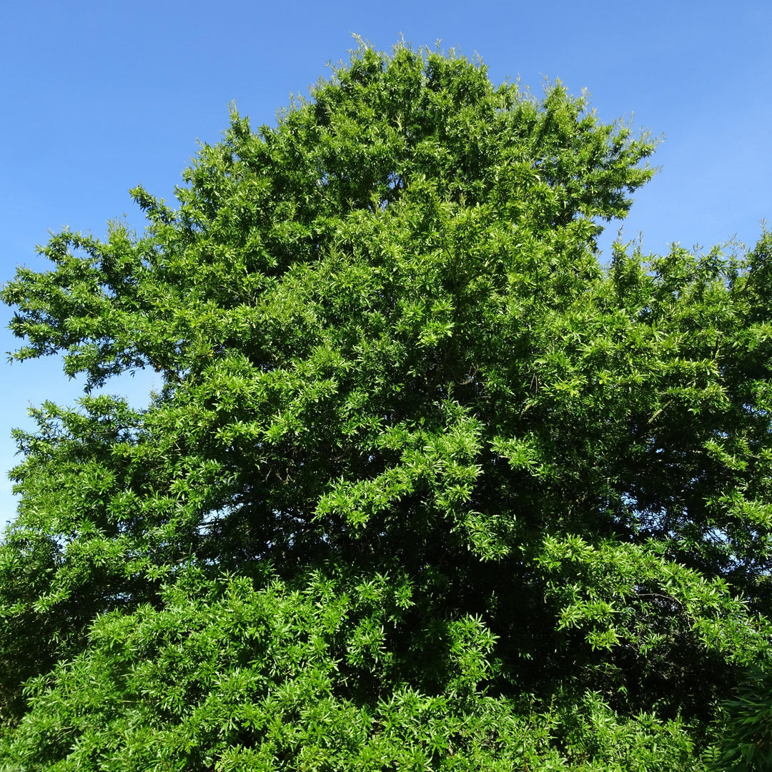 Quercus nigra ~ Water Oak-ServeScape