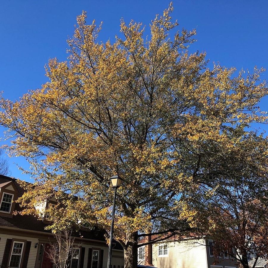 Quercus nigra ~ Water Oak-ServeScape