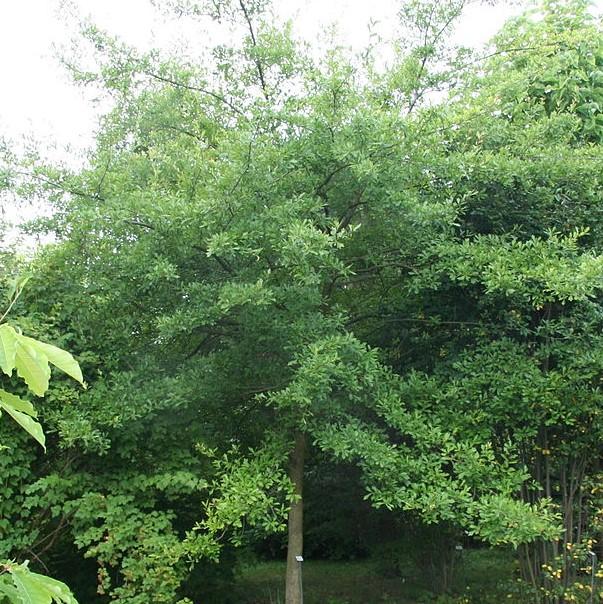 Quercus nigra ~ Water Oak-ServeScape