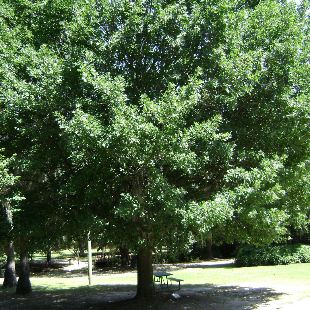 Quercus nuttallii ~ Nuttall Oak, Texas Red Oak - Delivered By ServeScape