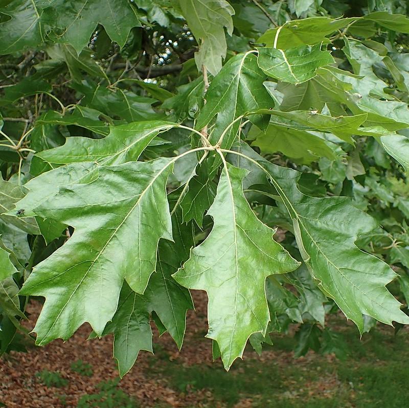 Quercus pagoda ~ Cherrybark Oak-ServeScape