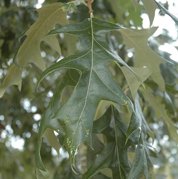 Quercus pagoda ~ Cherrybark Oak-ServeScape