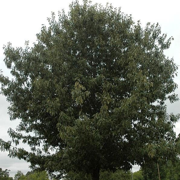 Quercus pagoda ~ Cherrybark Oak-ServeScape
