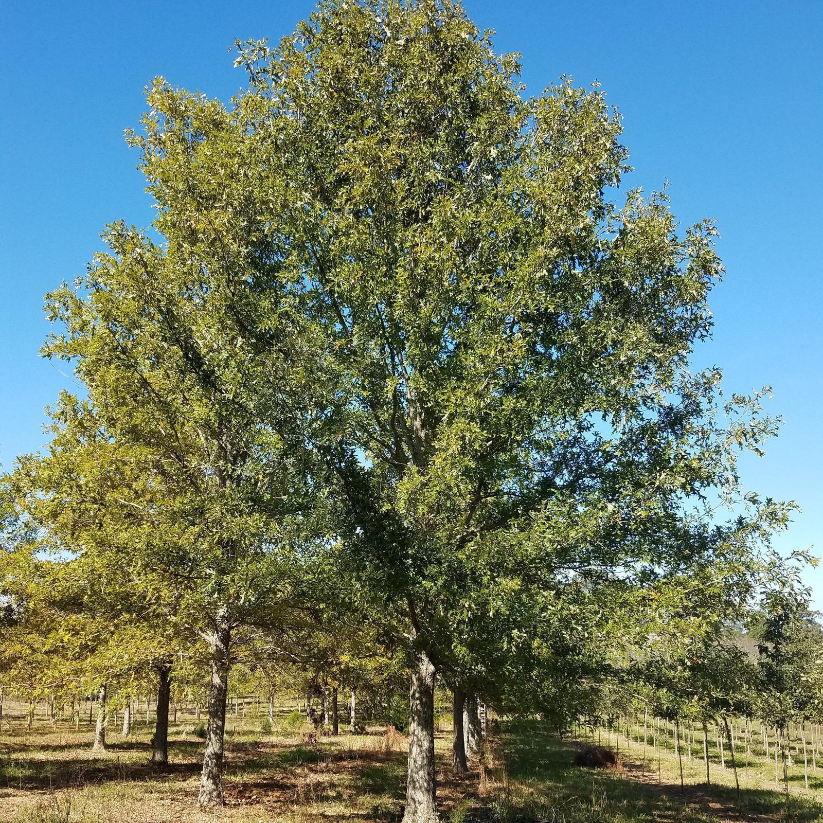 Quercus palustris ~ Pin Oak - Delivered By ServeScape
