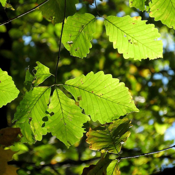Quercus prinus ~ Chestnut Oak-ServeScape