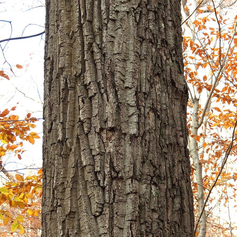 Quercus prinus ~ Chestnut Oak-ServeScape