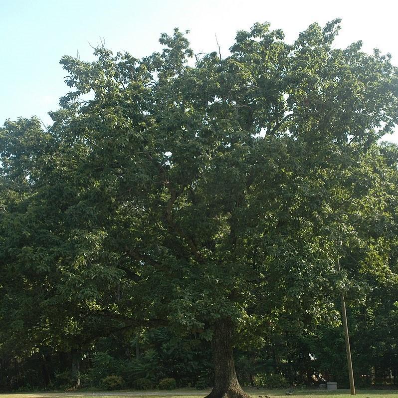 Quercus prinus ~ Chestnut Oak-ServeScape