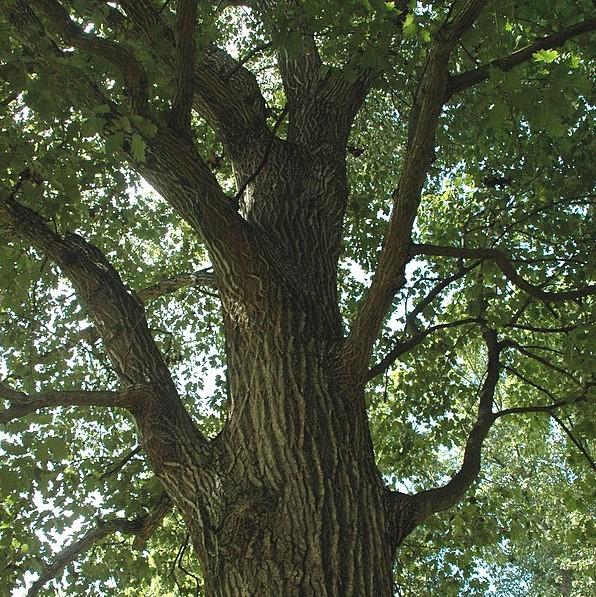 Quercus rubra ~ Northern Red Oak-ServeScape