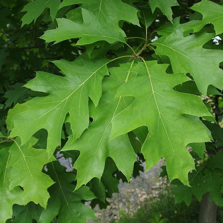 Quercus rubra ~ Northern Red Oak-ServeScape
