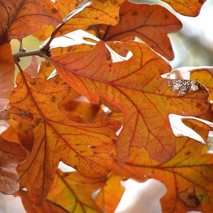 Quercus stellata ~ Post Oak-ServeScape