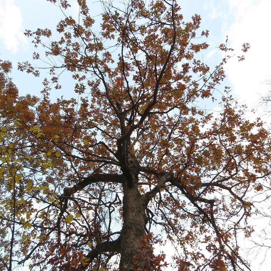 Quercus stellata ~ Post Oak-ServeScape
