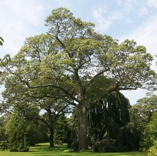 Quercus velutina ~ Black Oak-ServeScape