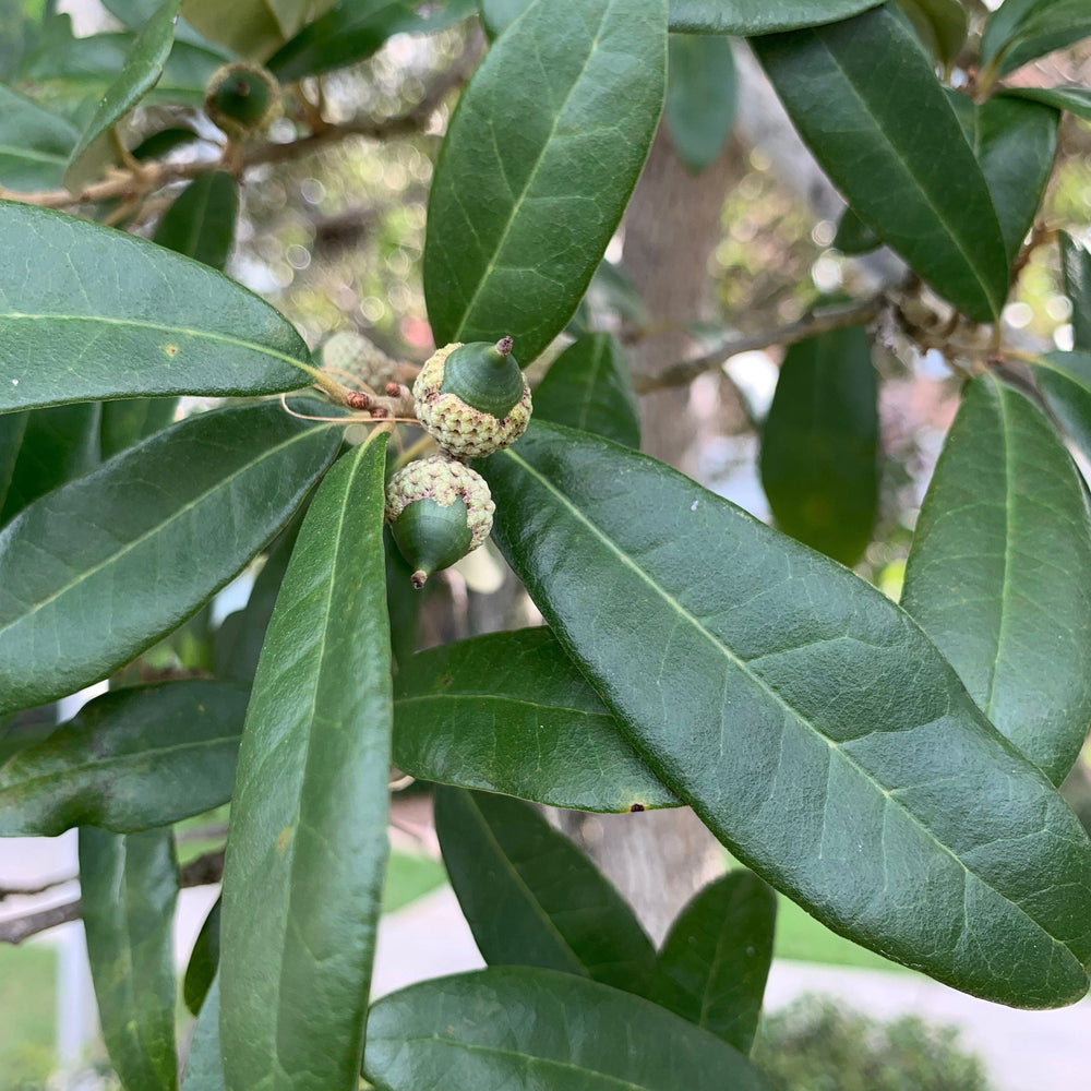 Quercus virginiana ~ Live Oak-ServeScape
