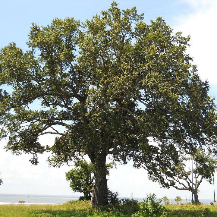 Quercus virginiana ~ Live Oak-ServeScape