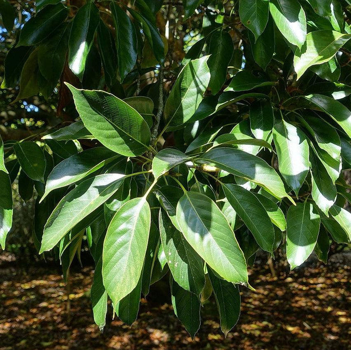 Quercus acuta ~ Japanese Evergreen Oak-ServeScape