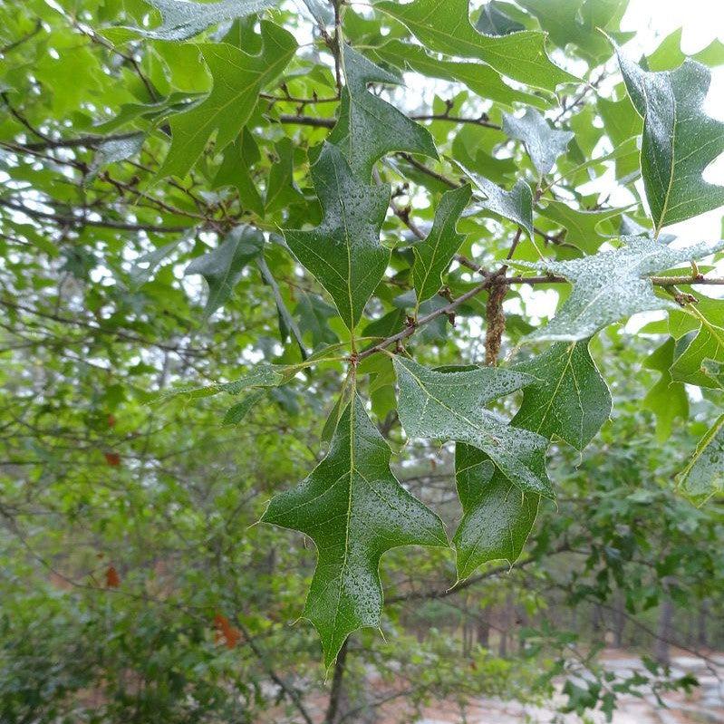 Quercus georgiana ~ Georgia Oak-ServeScape