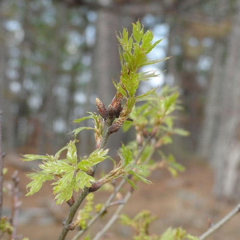 Quercus georgiana ~ Georgia Oak-ServeScape
