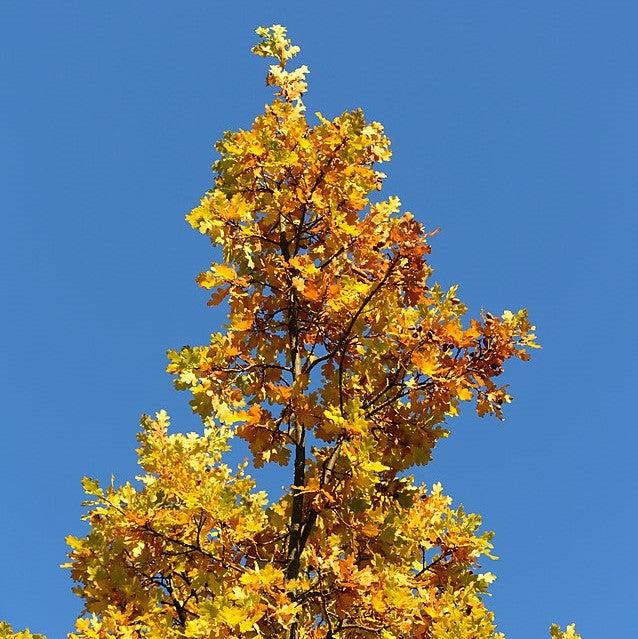 Quercus 'Regal Prince' ~ Regal Prince® Oak-ServeScape