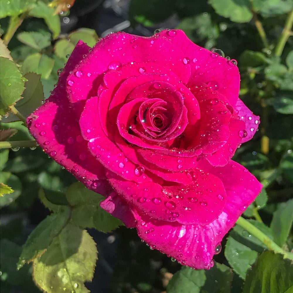 Rosa x 'GRAppl' ~ Echo® Brindabella™ Purple Prince Rose-ServeScape