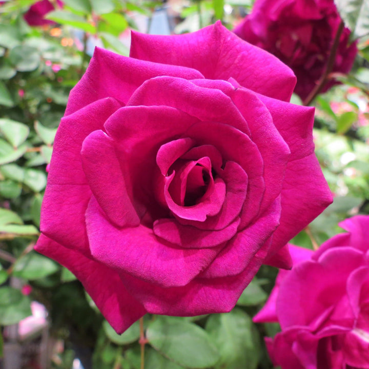 Rosa x 'GRAppl' ~ Echo® Brindabella™ Purple Prince Rose-ServeScape