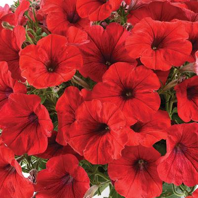 Petunia x 'Red Ray' ~ Red Ray™ Petunia-ServeScape