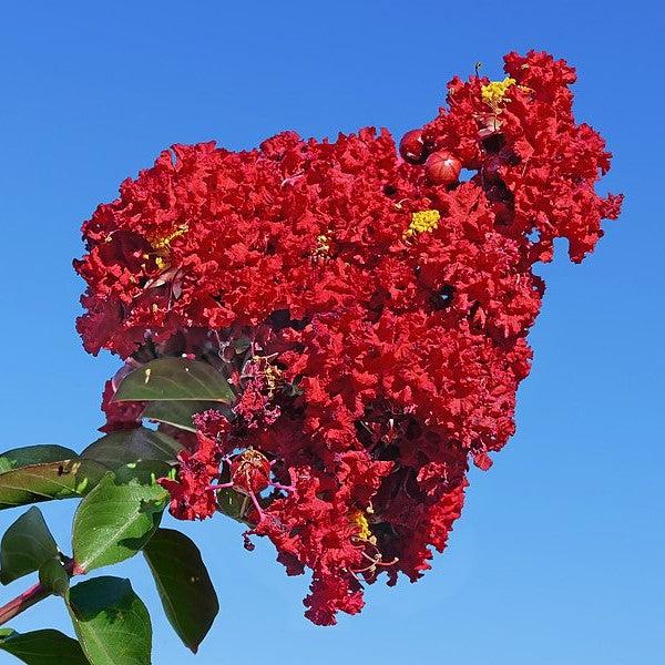 Lagerstroemia indica 'Regal Red' ~ Regal Red Crape Myrtle-ServeScape