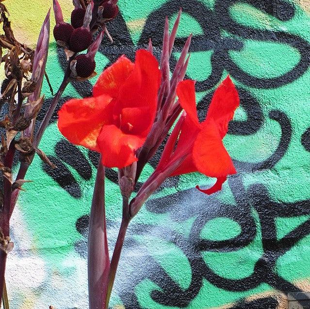 Canna x generalis 'Bronze Scarlet' ~ CANNOVA® Bronze Scarlet Canna Lily-ServeScape