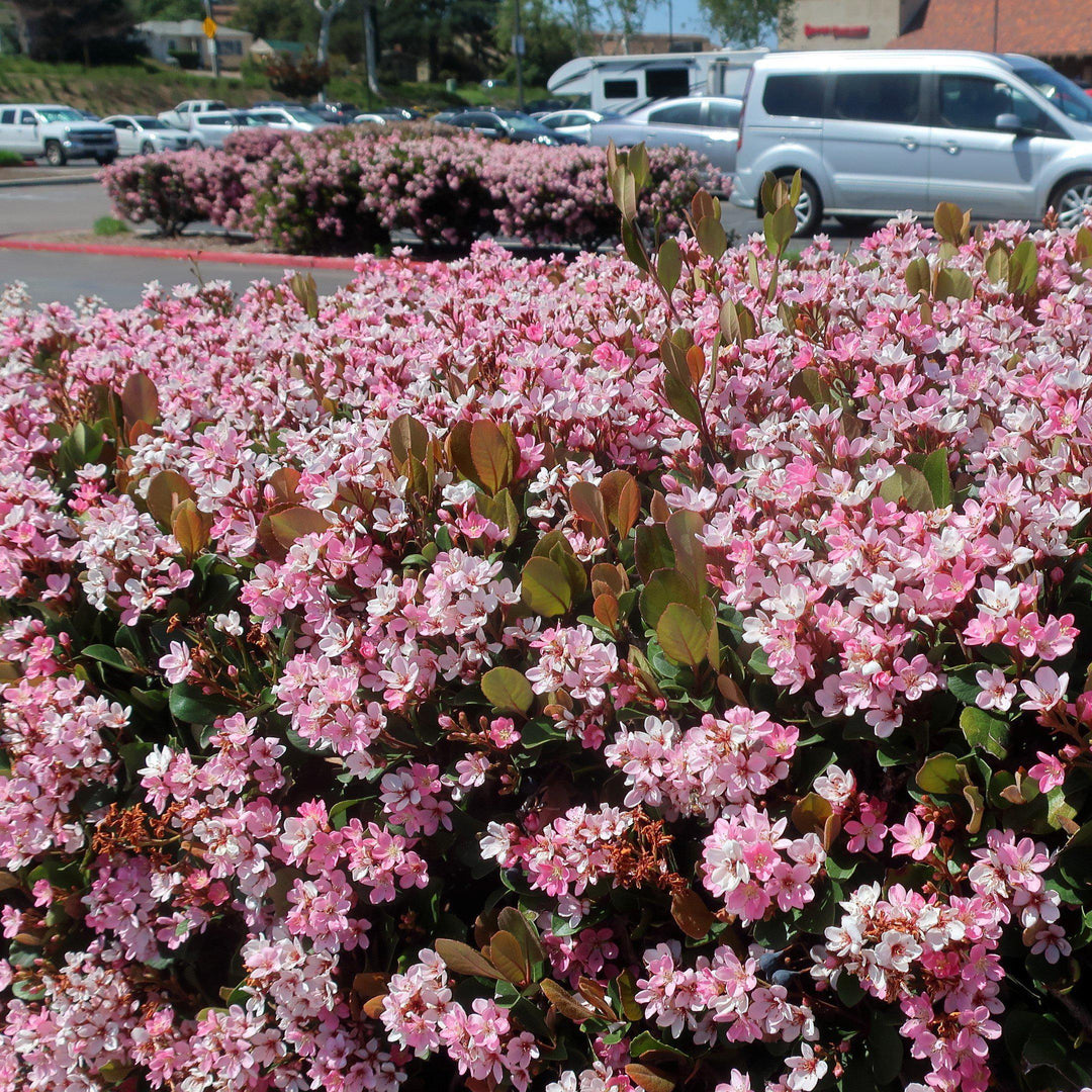 Rhaphiolepis indica 'Pink Lady' ~ Pink Lady Indian Hawthorn-ServeScape