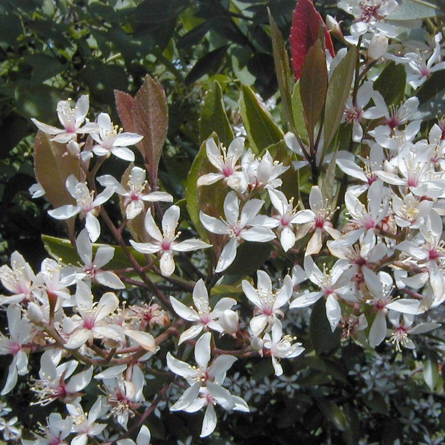 Rhaphiolepis indica ~ Indian Hawthorn, White-ServeScape