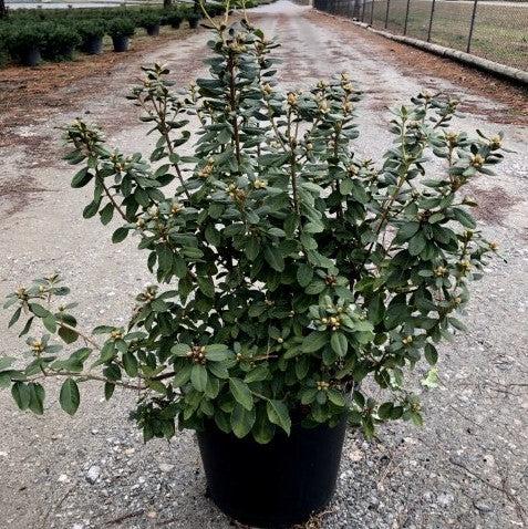 Rhododendron x 'GREARV' ~ Abbey's Re-View® Rhododendron-ServeScape