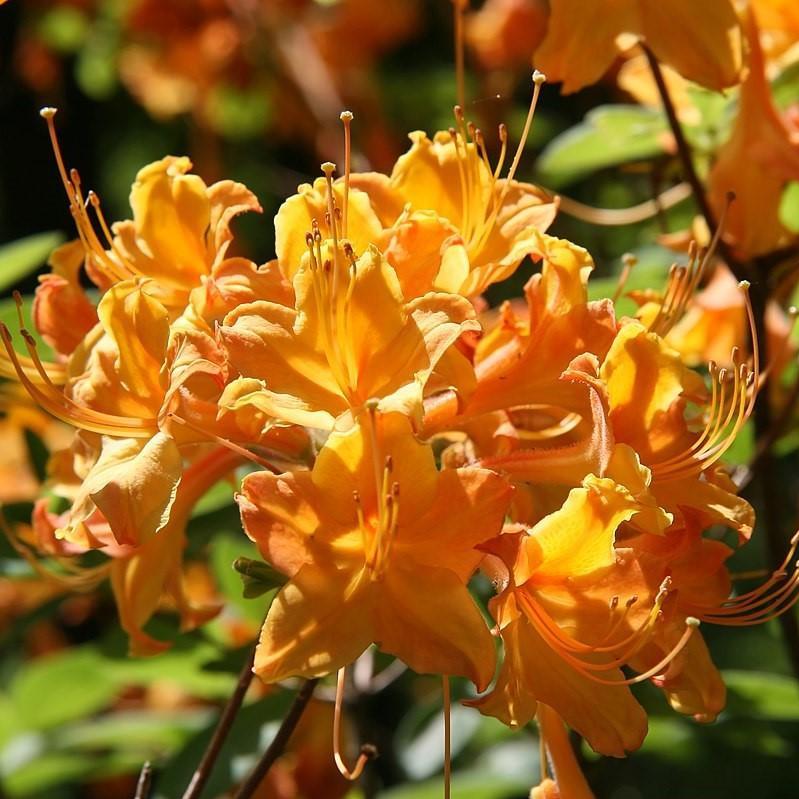 Rhododendron 'Aromi Sunrise' ~ Aromi Sunrise Azalea - Delivered By ServeScape