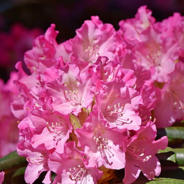 Rhododendron 'Brandi Michele Raley' ~ Southgate® Brandi™ Rhododendron - Delivered By ServeScape