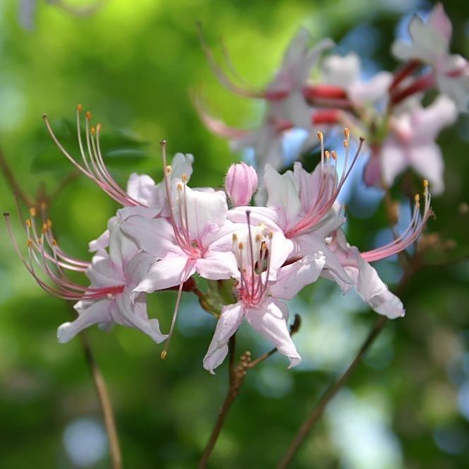 Rhododendron 'Camilla's Blush' ~ Camilla's Blush Rhododendron-ServeScape