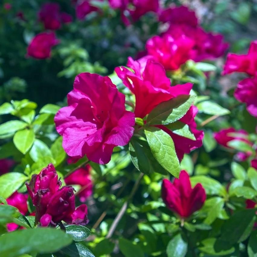 Rhododendron 'Carror' ~ Carror Azalea-ServeScape