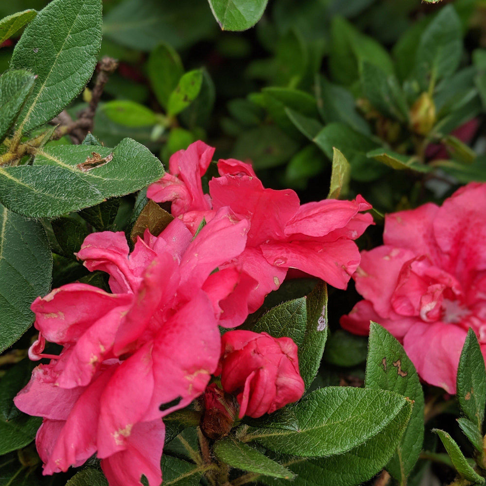 Rhododendron ‘Conlea' PP10438 ~ Encore® Autumn Rouge™ Azalea - Delivered By ServeScape