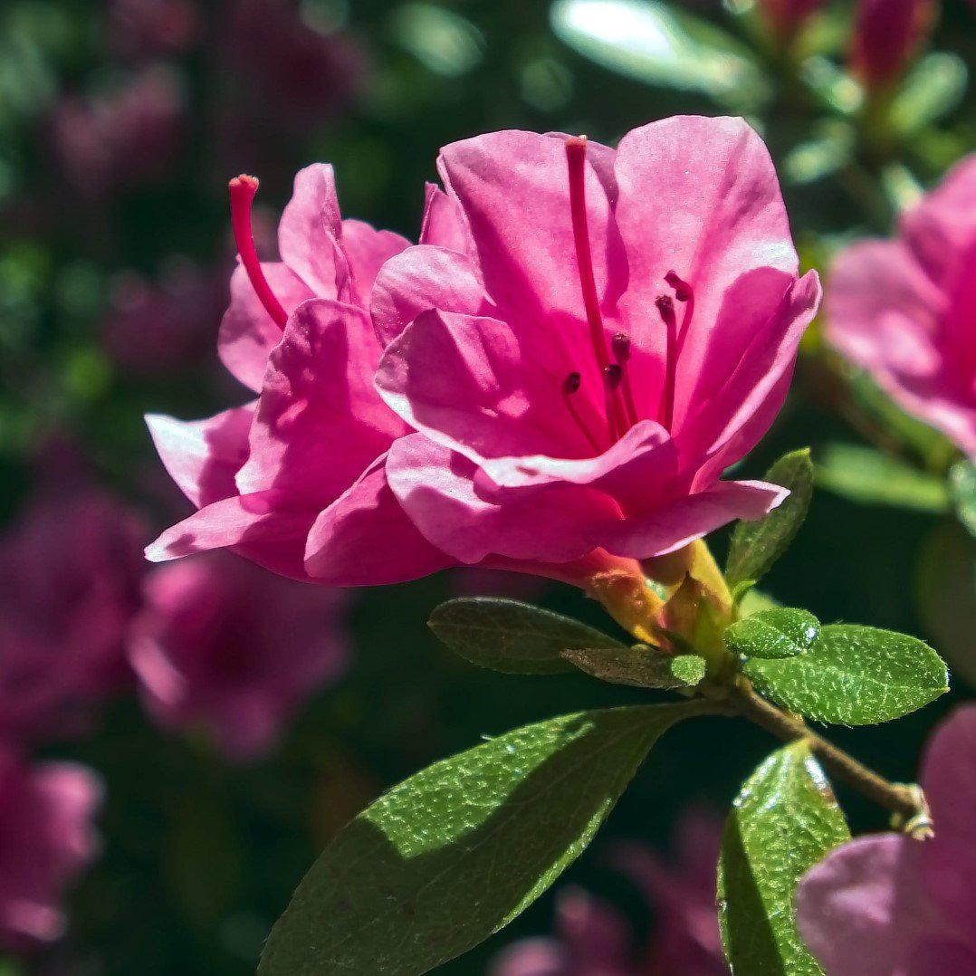 Rhododendron ‘Conlea' PP10438 ~ Encore® Autumn Rouge™ Azalea - Delivered By ServeScape