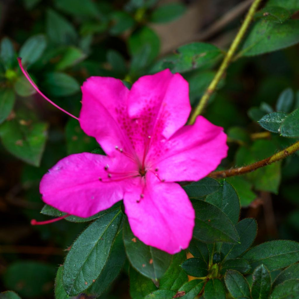 Rhododendron 'Conlec' PP#10580 ~ Azalea Encore® ‘Autumn Royalty' - Delivered By ServeScape