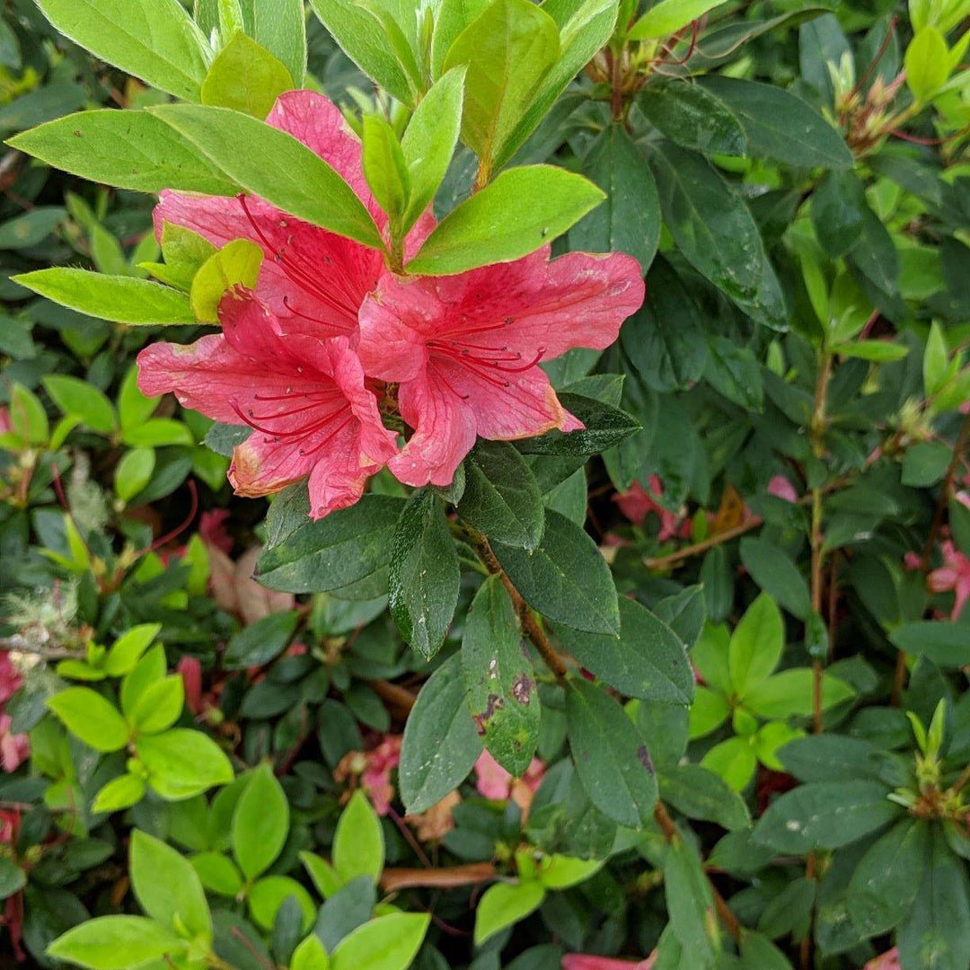 Rhododendron ‘Conled’ PP#10568 ~ Encore® ‘Autumn Coral’ Azalea - Delivered By ServeScape
