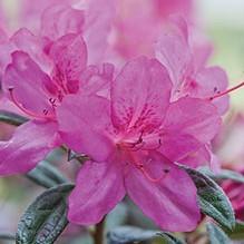 Rhododendron ‘Conlee’ PP10567 ~ Encore® ‘Autumn Amethyst’ Azalea - Delivered By ServeScape