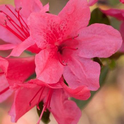 Rhododendron ‘Conlef’ PP10579 ~ Encore® Autumn Cheer Azalea - Delivered By ServeScape