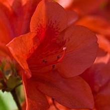 Rhododendron ‘Conlen’ PP11628 ~ Azalea Encore® ‘Autumn Bravo’ - Delivered By ServeScape