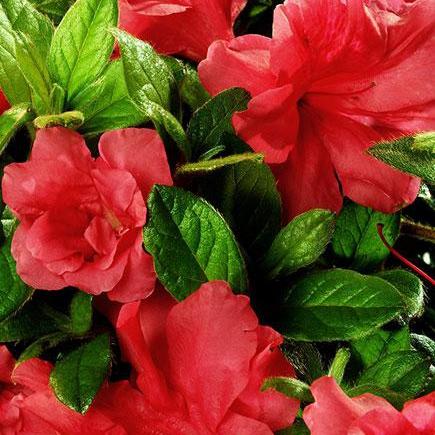Rhododendron 'Conleo' PP11640 ~ Encore® Autumn Monarch™ Azalea - Delivered By ServeScape