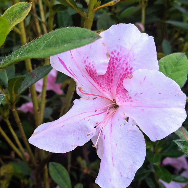 Rhododendron ‘Conlep’ PP12133 ~ Encore® ‘Autumn Twist’ Azalea - Delivered By ServeScape
