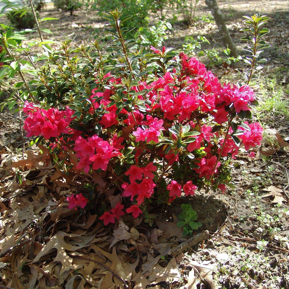 Rhododendron ‘Conler’ PP12110 ~ Encore® ‘Autumn Ruby’ Azalea-ServeScape