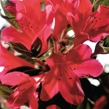 Rhododendron ‘Conler’ PP12110 ~ Azalea Encore® ‘Autumn Ruby’ - Delivered By ServeScape