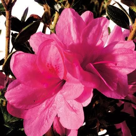 Rhododendron ‘Conles’ PP12109 ~ Azalea Encore® ‘Autumn Empress’ - Delivered By ServeScape